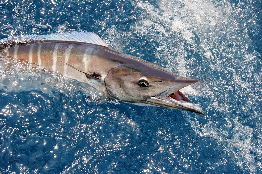 A Wahoo breaks the ocean surface with its jaws open, revealing sharp teeth and pale vertical bars along its blue body.