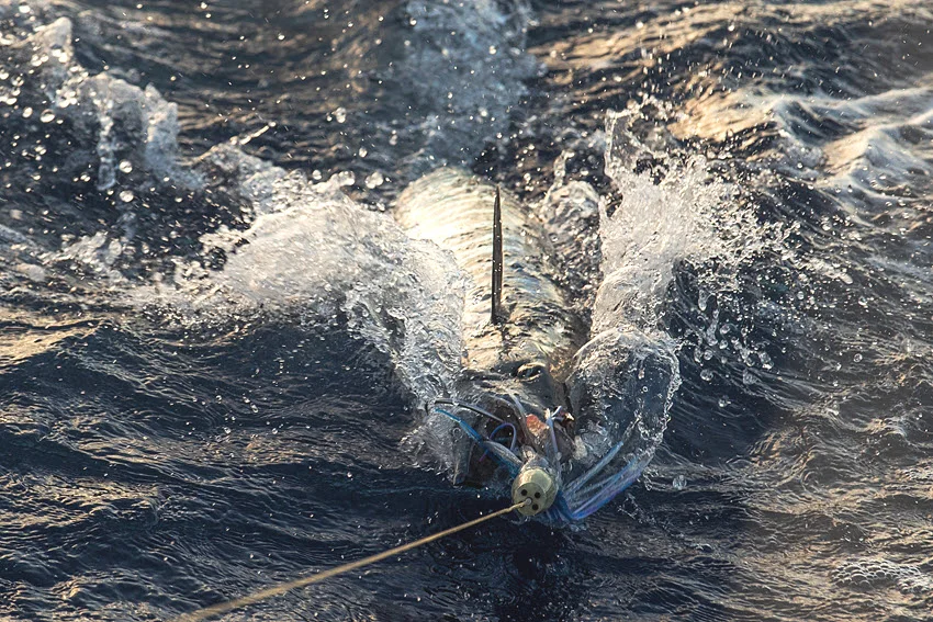 A Wahoo splashes at the surface with a skirted trolling lure in its mouth and a taut fishing line extending forward.