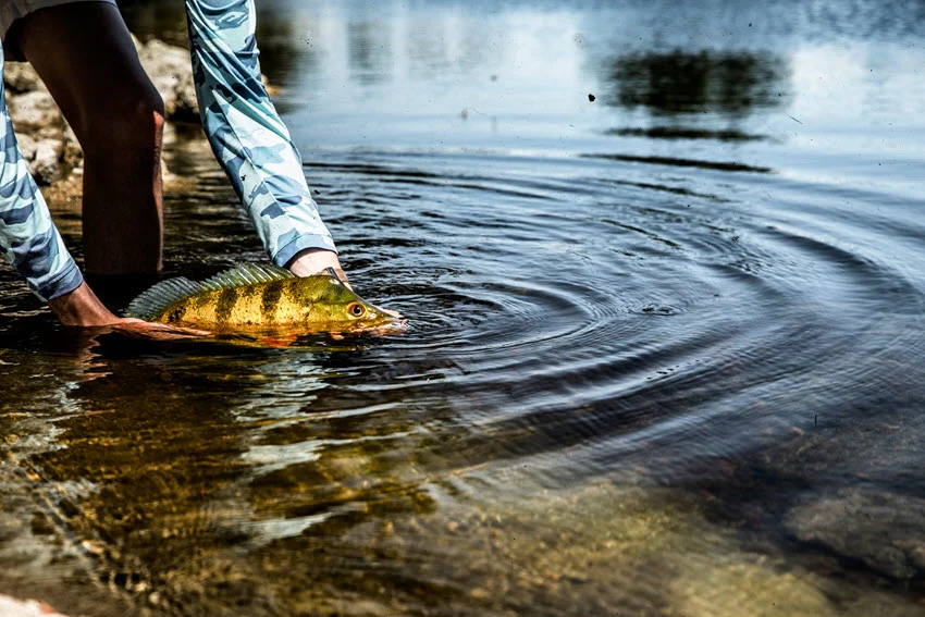Close-up shot of an angler gently releasing a Peacock Bass in shallow water, showcasing the fish's vibrant colors.