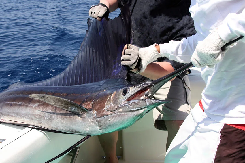 Two angler hold a caught Sailfish before releasing it from the hook.