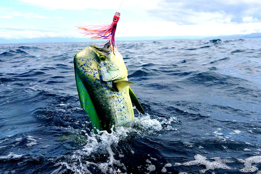 Mahi Mahi which took the bait is being pulled out of water.