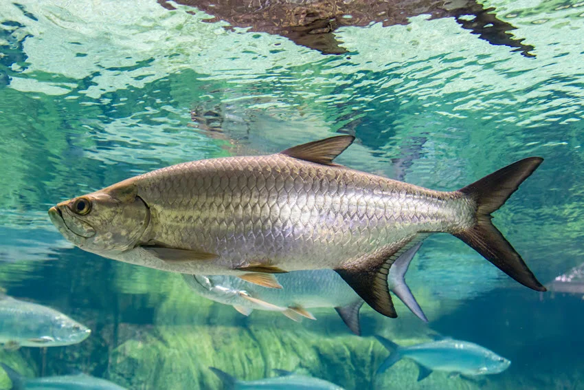 Focused view of a Tarpon swimming alongside its group in clear emerald water.