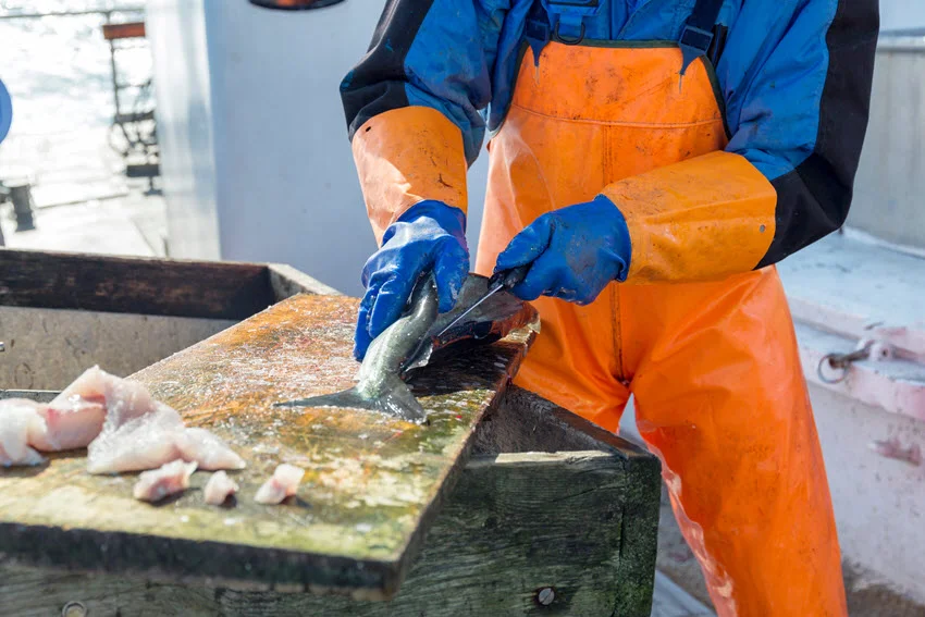 Fishermen cleaning freshly caught fish on a boat deck.