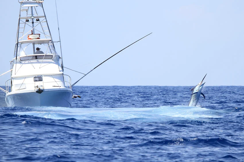 A distant view of a Black Marlin leaping out of the water near a game fishing boat, capturing a thrilling fishing moment on the open sea.